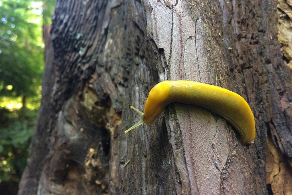 Close up of a banana slug on a tree at UCSC.