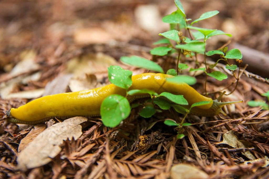 Close up of a banana slug on the forest floor at UCSC.