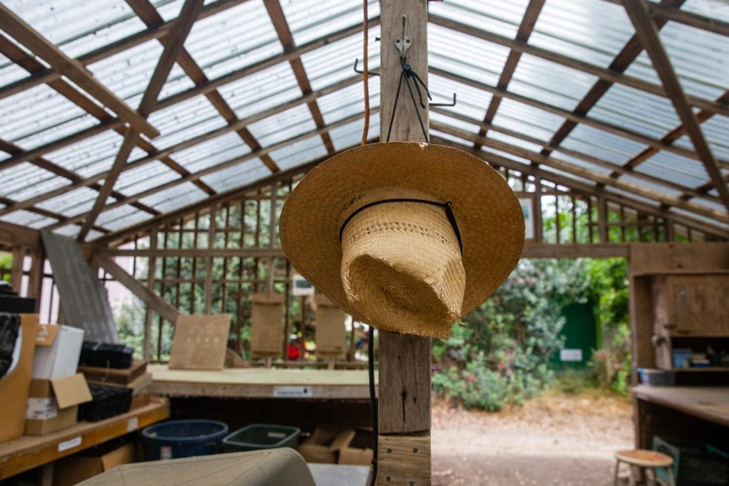 A handing straw hat in a greenhouse at UCSC.