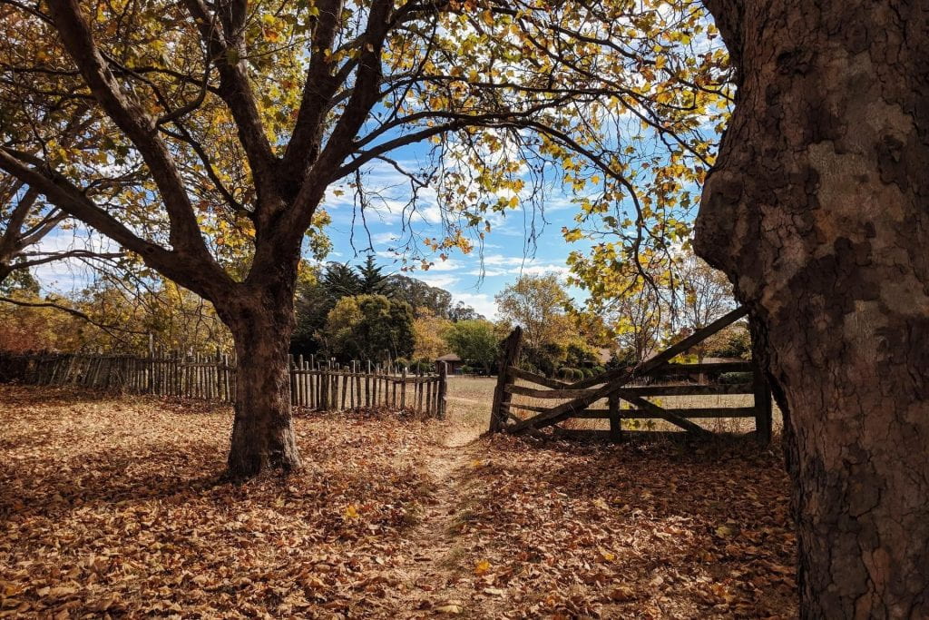 An autumnal scenic landscape with fallen leaves and a rustic fence near the UCSC campus.