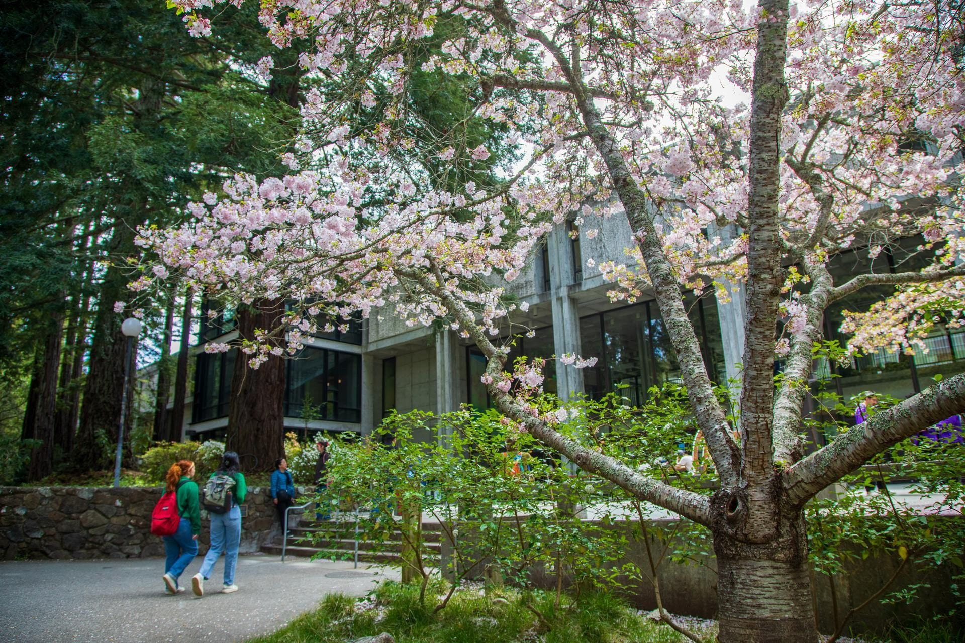 UCSC library with a blossoming cherry tree in the foreground and students in the background.