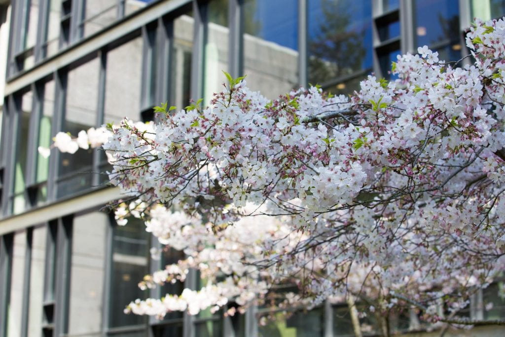 A closeup of cherry blossoms on the UCSC campus with campus buildings in the background.