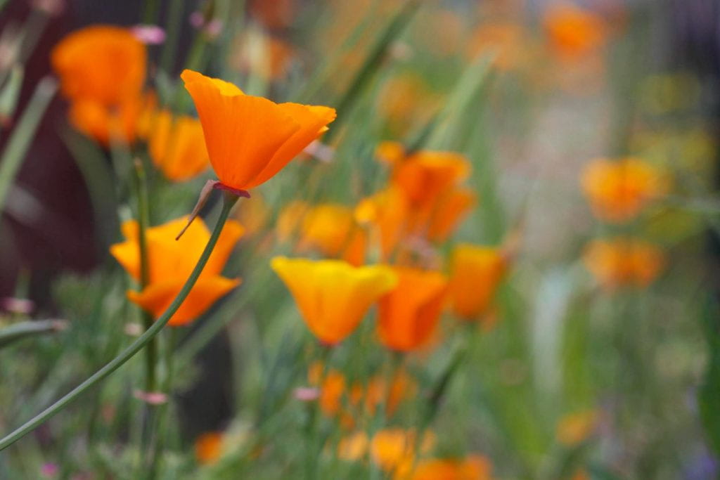A closeup of California Poppies near the UCSC campus.