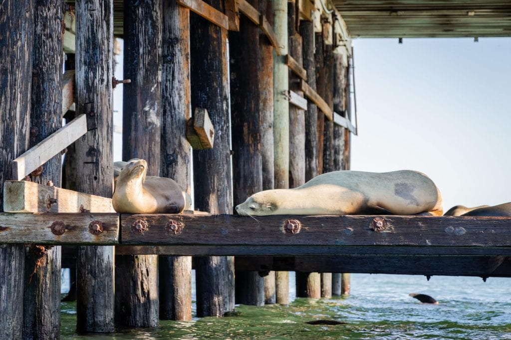 A group of seals basking in the sun on a pier near UCSC.