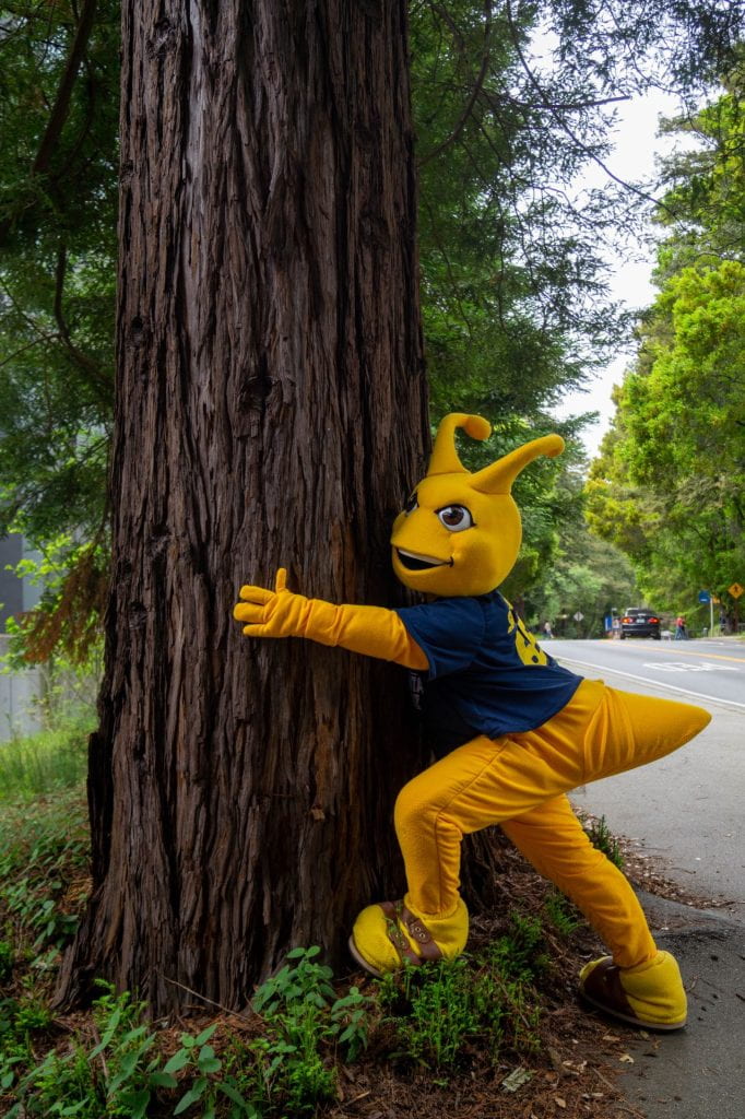 UCSC Sammy mascot happily hugging a redwood tree.